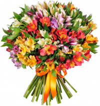 Альстромерии Микс № 1